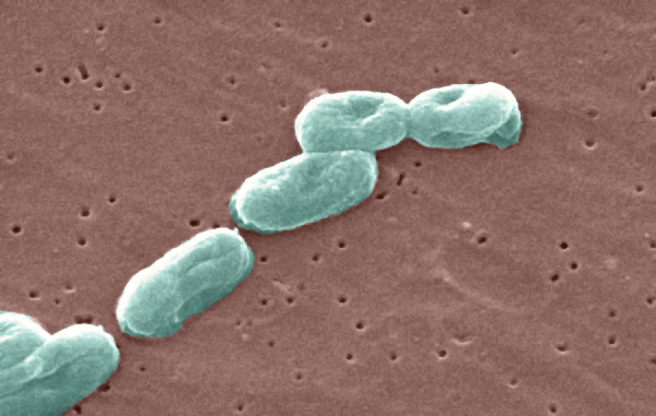 Burkholderia_cepacia