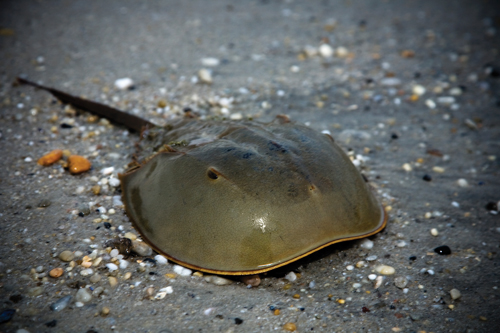 horseshoe-crab